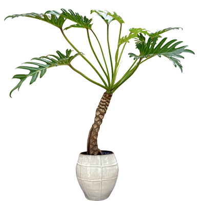 老桩龙鳞小天使春羽竹芋海芋盆栽