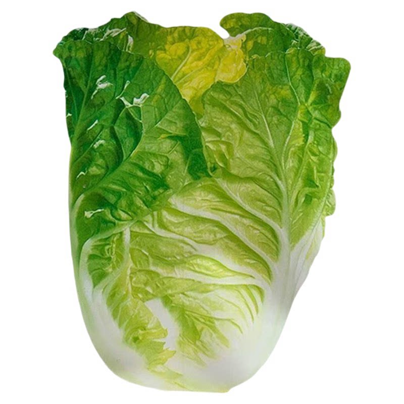 鸡蛋黄奶油大白菜种子真
