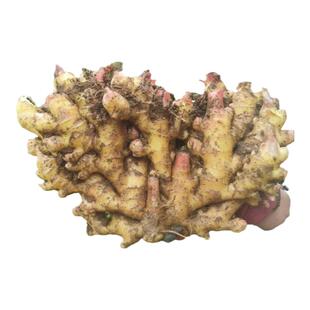 2025年大别山金寨农家小黄姜生姜老姜品质新鲜正宗金寨小黄姜