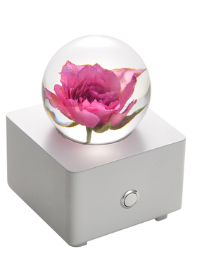 苏菲宝贝玫瑰七夕情人节告白礼物