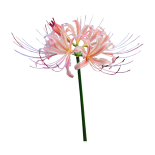 稀有霞色石蒜花花条纹彼岸花种球球根生曼珠沙华国产红花秋季种子