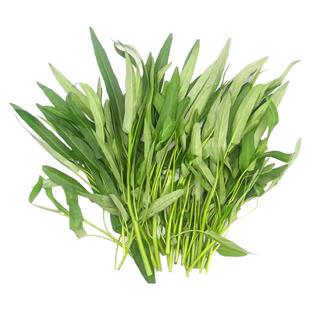 空心菜苗带根三叉柳叶四季空心菜种籽原土发货阳台盆栽高产蔬菜苗