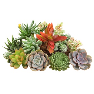 多肉植物砍头苗无根新款精品套餐桃蛋熊童子吸财树法师盆栽花卉