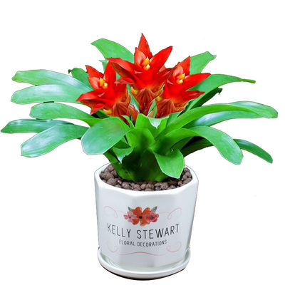 带花发货鸿运当头办公室内客厅