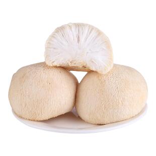 【现货】新鲜猴头菇1斤装 非古田特产云南当季鲜菌蘑菇食用菌包邮