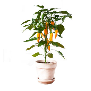 朝天椒种籽辣椒南方种辣椒种子苗农家四季阳台蔬菜孑籽种新品种