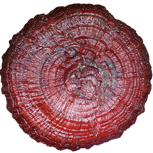 90cm-1米半野生赤灵芝特大灵芝摆件观赏盆景巨型超大红灵芝干整枝