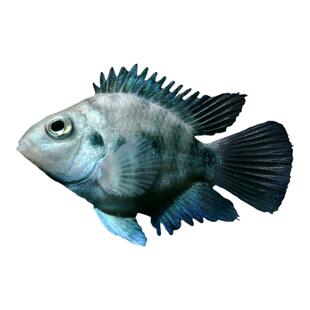 迷你鹦鹉鱼台湾小型短鲷英武白金波子蓝色观赏鱼活体热带鱼好繁殖