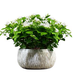 迎春花大茉莉花盆栽花卉植物室内花客厅办公绿植开花卉盆景鲜花