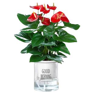 水培红掌盆栽带花一帆风顺白掌四季绿植室内好养懒人适合养的花卉