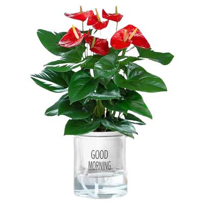 水培红掌盆栽带花一帆风顺白掌四季绿植室内好养懒人适合养的花卉