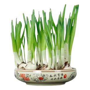 漳州水仙花盆栽种球带花苞水养花卉植物室内阳台多季开花好养易活