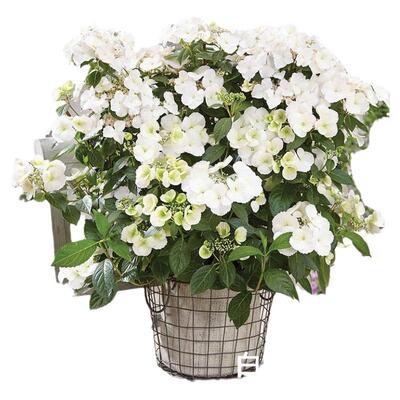 新品爬藤绣球苗落跑新娘阳台盆栽