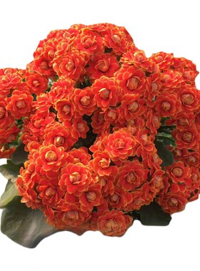 大花长寿花重瓣春夏秋冬开花美观