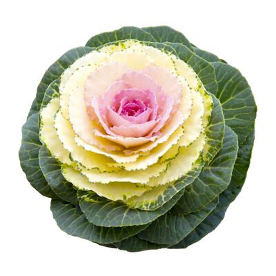 观赏食用羽衣甘蓝白羽衣甘蓝苗秧紫绿粉羽衣种子四季耐寒庭院盆栽