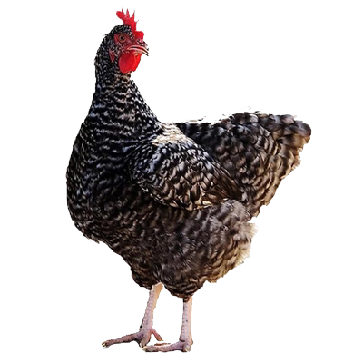 汶上芦花鸡种蛋受精蛋可孵化小鸡高产快大型芦花土鸡种蛋专业供货