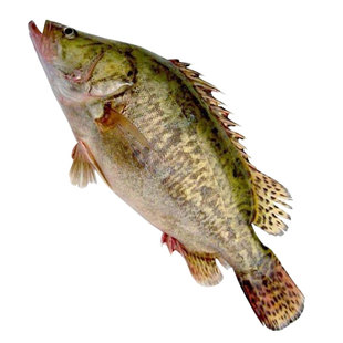 现杀鲜活鳜鱼新鲜桂鱼桂花鱼原生态水产淡水鳌花鱼季花鱼斑鳜虎斑