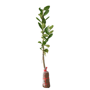 香水柠檬树苗盆栽地栽四季结果无核青柠檬苗室内庭院种植当年结果