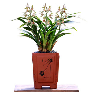 翁源兰花喜花里四季建兰老种禅月达摩带花浓香型好养室内花卉盆栽