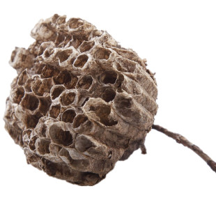 山东泰山纯野生马蜂窝露蜂房蜂巢黄蜂窝老蜂巢正宗中药材100g包邮