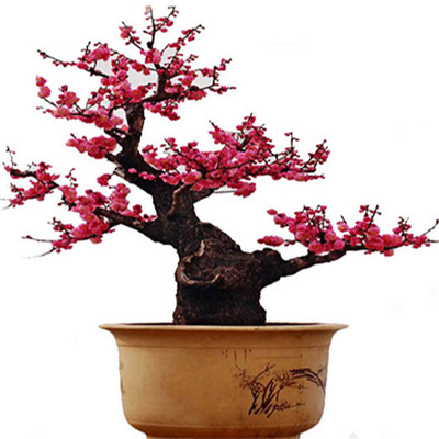 乌梅造型红美人原生耐寒朱砂梅