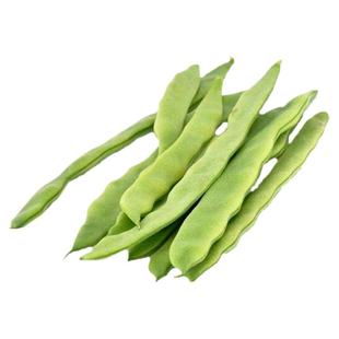 玉龙9号绿金龙四季豆四扁 豆角芸豆种籽高产四季豆春季蔬菜种子