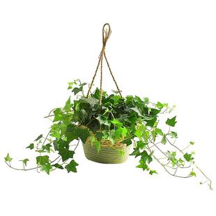 常春藤吊篮盆栽室内净化空气藤编花篮装饰四季常青爬藤绿植物桌面