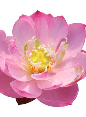 新品种《捻红妆》微莲苑姜永慧