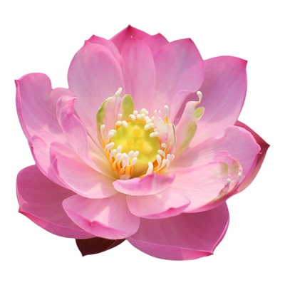 新品种《捻红妆》微莲苑姜永慧