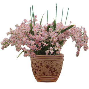 文心兰 盆栽带花带花剑 带香兰花迷你室内客厅开花梦香兰