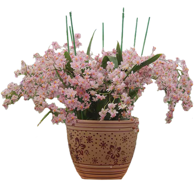 盆栽客厅开花株文心兰