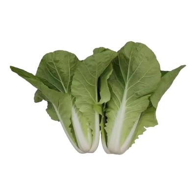 早熟奶油快菜种子小白菜种子