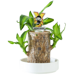 巴西木幸运木开花带芽盆栽懒人好养水培植物办公室内情绪花卉绿植