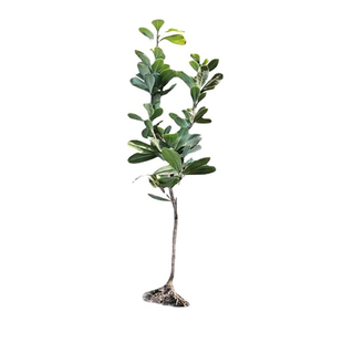 庭院绿化绿化苗木海桐树苗绿篱笆植物围墙占地苗四季常青绿化苗木