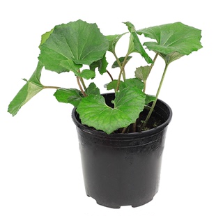 拾园记大叶吴风草盆栽庭院耐寒耐阴四季常绿多年生好养花镜绿植物