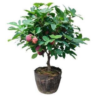 无花果树果苗带土四季果盆栽种植苗特大波姬红树苗大苗果树树苗