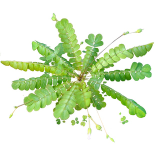 感应草跳舞草水生含羞草种子奇花异草奇趣植物盆栽小虫草堂害羞草