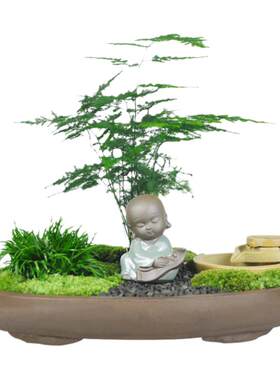 绿植创意diy禅意桌面盆栽