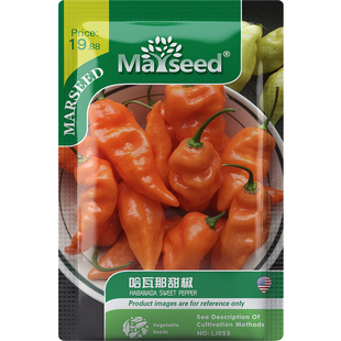 【新品推荐】进口哈瓦那甜椒哈巴纳达盆栽花香甜味蔬菜辣椒种子籽