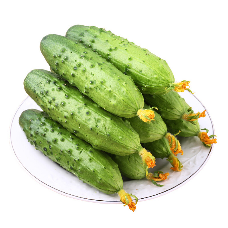 东北旱黄瓜鲜嫩脆爽新鲜现摘蘸酱菜美味2/3斤包邮【空运包邮】