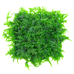 垂泪莫斯水草植物大三角垂泪慕斯树定植网片绑沉木杜鹃根鱼缸造景