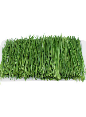 26现货新草北提土拨鼠500g兔子
