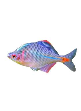 七彩鳑鲏活体小型冷水好养淡水鱼