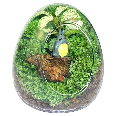 日本黄金姬金钱菖蒲草水培盆景虎须胧月贵船苔室内龟池微景观绿植