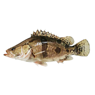 淡水鱼新鲜活鱼现杀桂鱼鳜鱼正宗大小桂花鱼鳌花鱼季花鱼500g水产