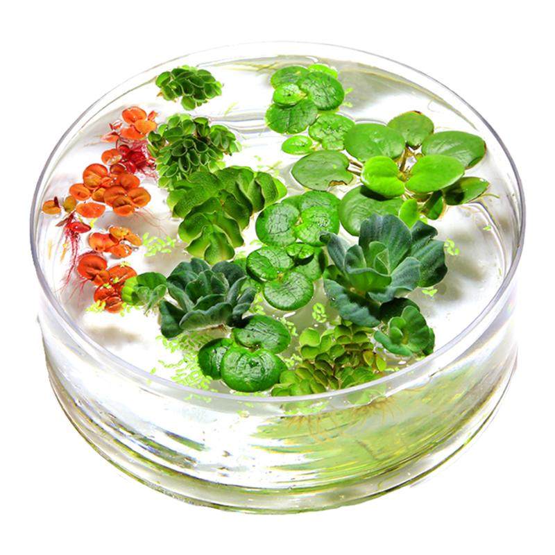 浮萍水草鱼缸浮性水生植物圆心萍槐叶萍珊瑚小芝麻萍一叶莲黄花菱