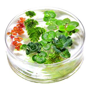 浮萍水草鱼缸浮性水生植物圆心萍槐叶萍珊瑚小芝麻萍一叶莲黄花菱