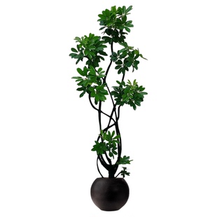 鸭脚木客厅绿植高级感八方来财大型植物盆栽高端大气上档次鸭掌木