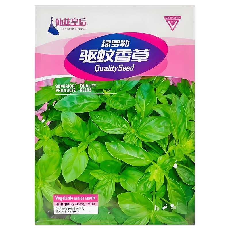 驱蚊香草种子绿罗勒种子