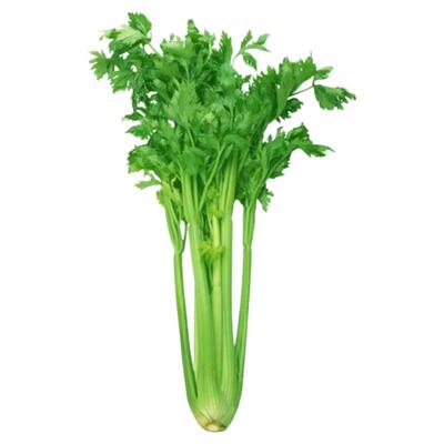 四季小香芹种子脆嫩清香芹菜种籽春季秋季旱芹籽庭院蔬菜种子大全
